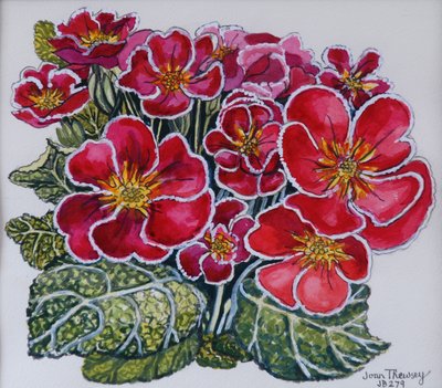 White Edged Primroses by Joan Thewsey